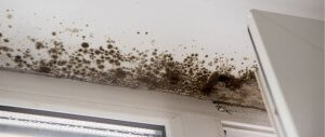 Reducing the Spread of Mold